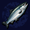 Salmon